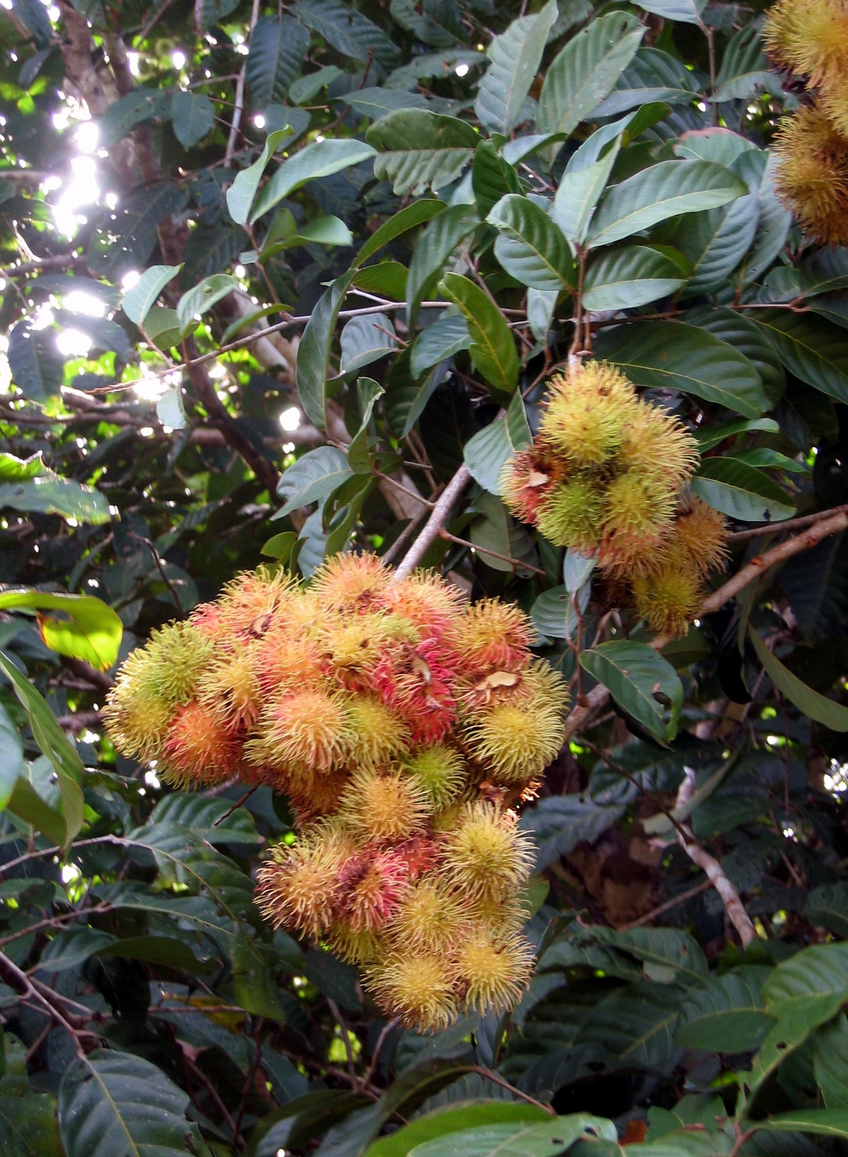 Fruits tropicaux produits en Guyane