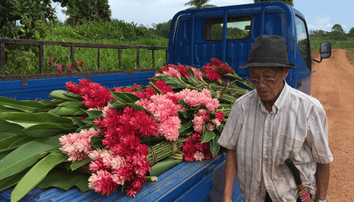 Exploitant agricole préparant des fleurs coupées en Guyane