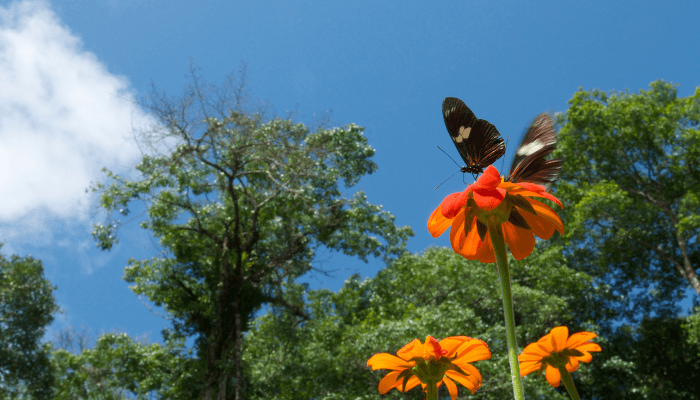 Papillon sur des fleurs de forêt guyanaise