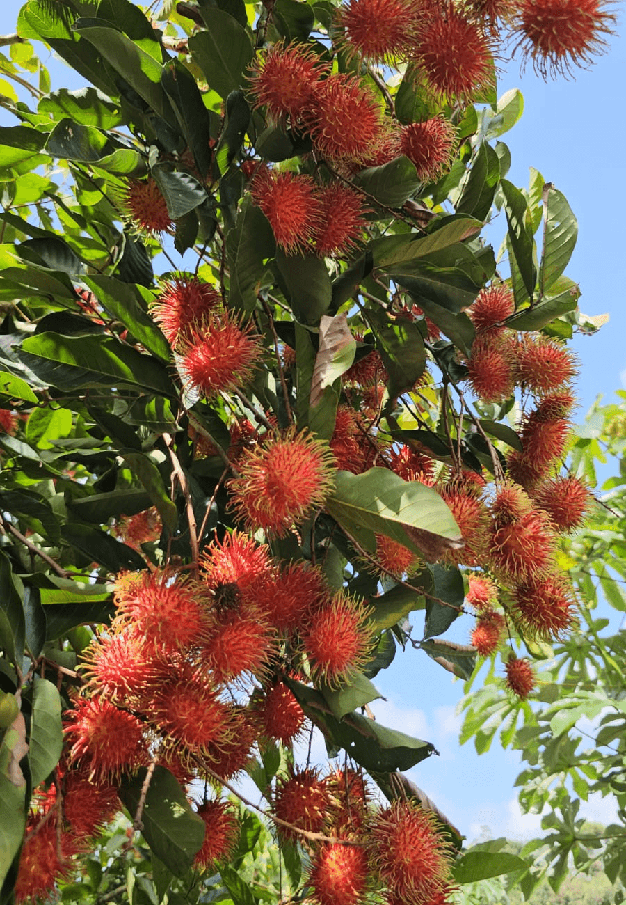 Tsa SIONG dans sa plantation de ramboutans