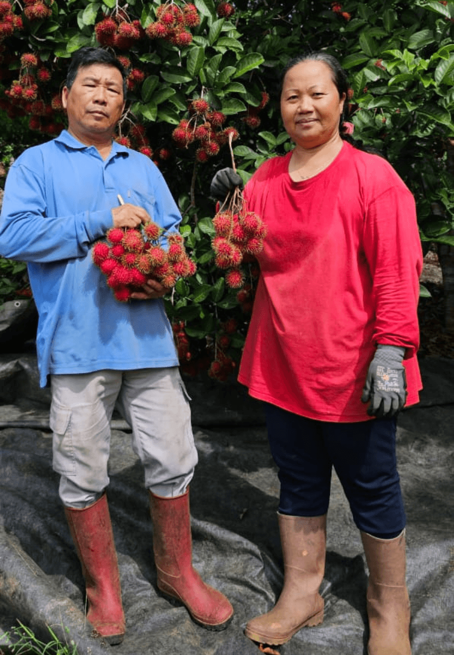 Récolte de ramboutans en Guyane